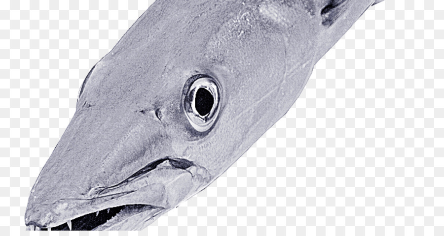 Peixes ósseos，Peixe PNG