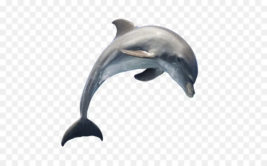 Dolphin，Golfinho Comum PNG