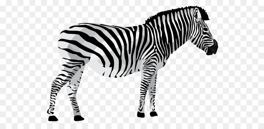 Zebra，Preto E Branco PNG