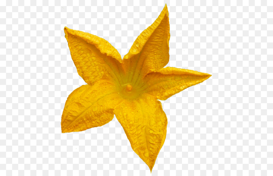 Flor Amarela，Florescer PNG