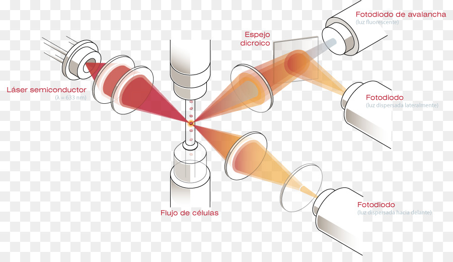 Reticulocyte，Hematologia PNG