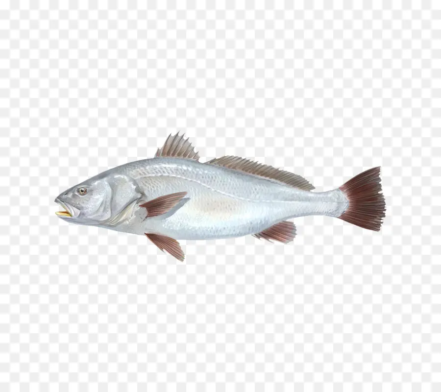 Bacalhau，Produtos De Peixe PNG