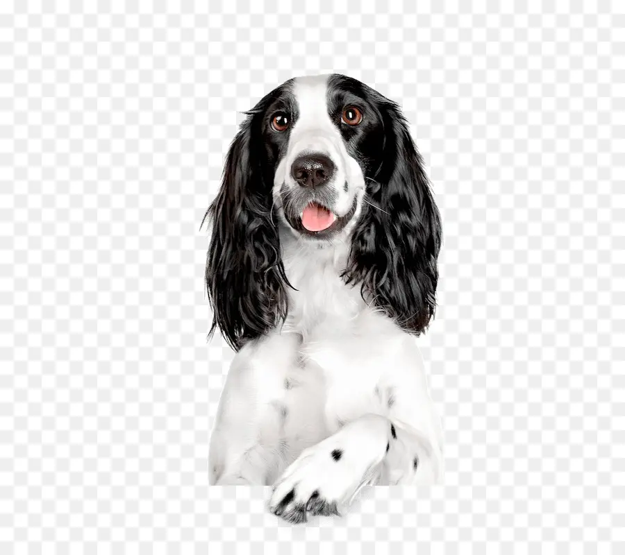 Springer Spaniel Inglês，Russo Spaniel PNG