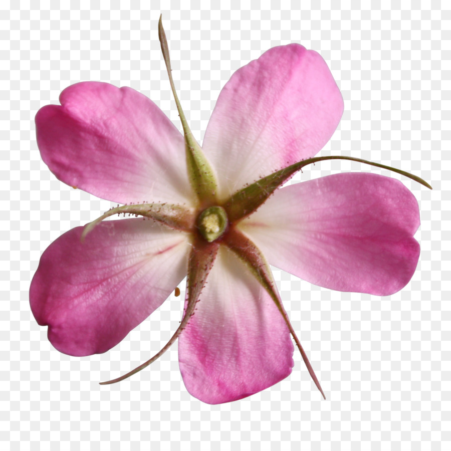 Flor，Flores Silvestres PNG