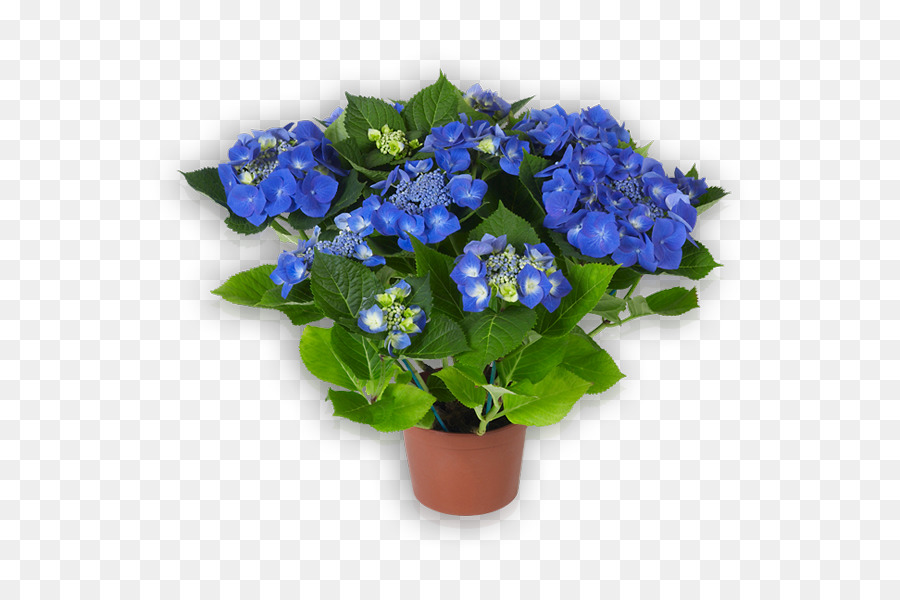 Hortênsia Azul，Planta Em Vaso PNG