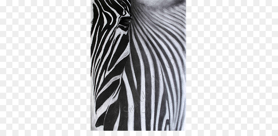 Zebra，Branco PNG