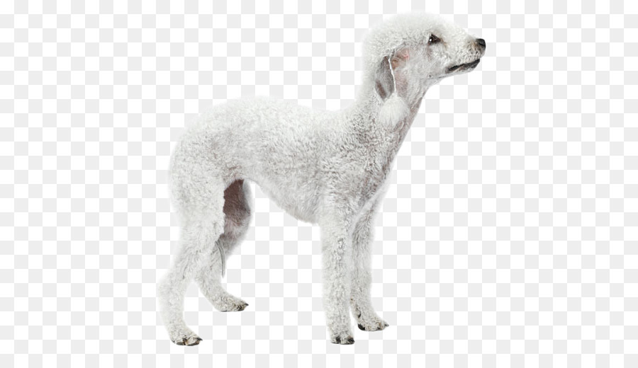 Raça Do Cão，Saluki PNG