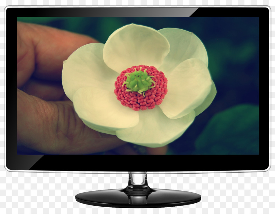 Monitores De Computador，Television PNG