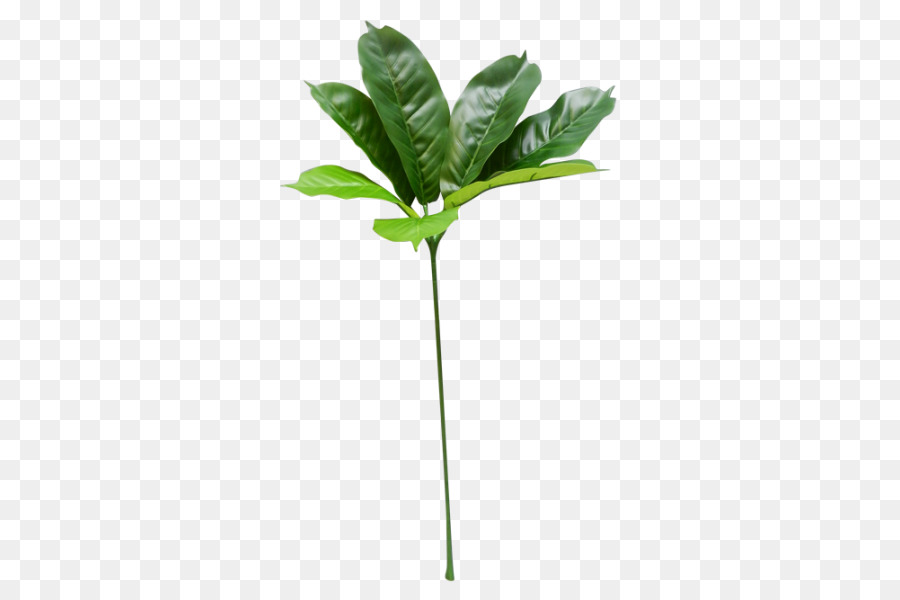 Folhas Verdes，Natureza PNG