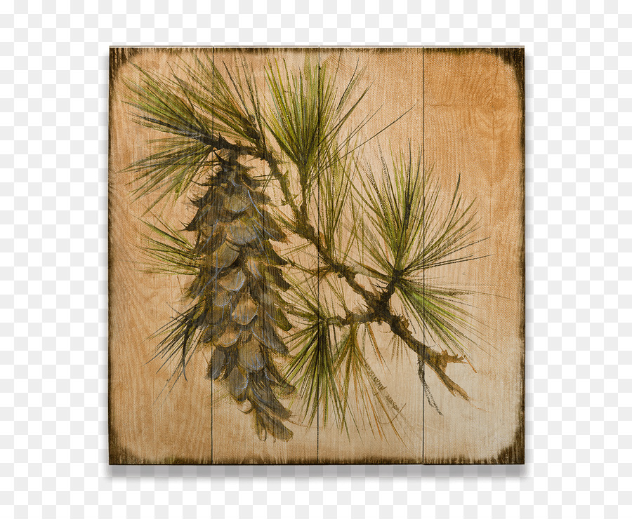 Pine，Coníferas Cone PNG