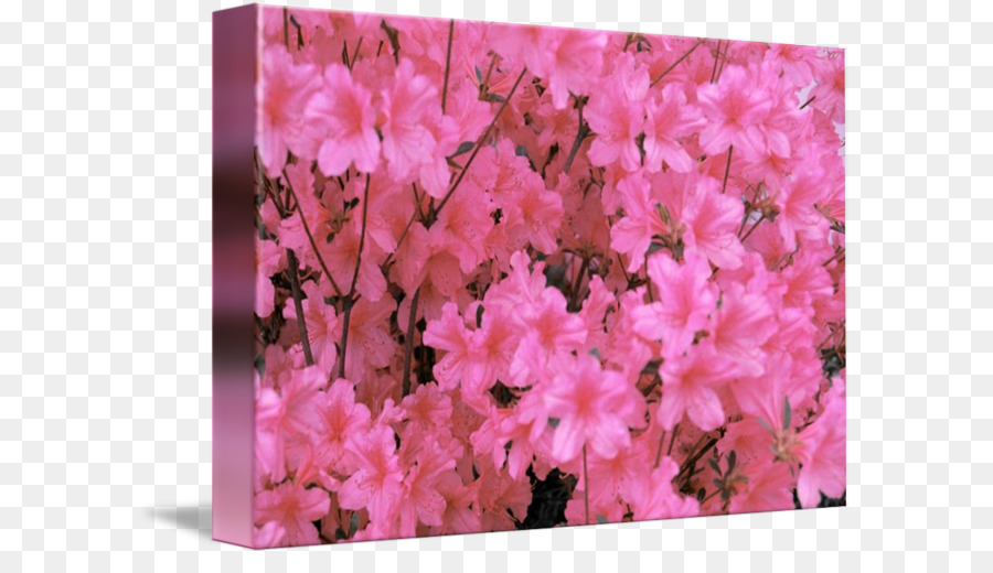 Azalea，Rododendro PNG