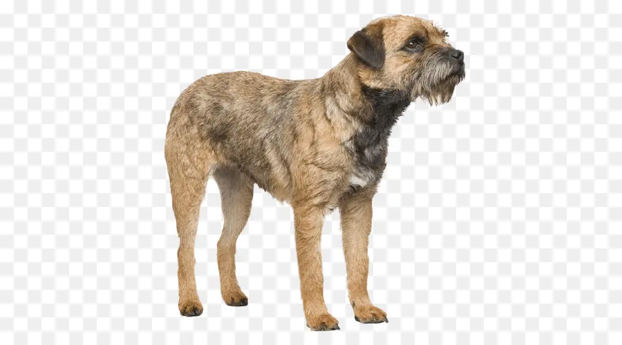 Border Terrier，Smoushond Holandês PNG