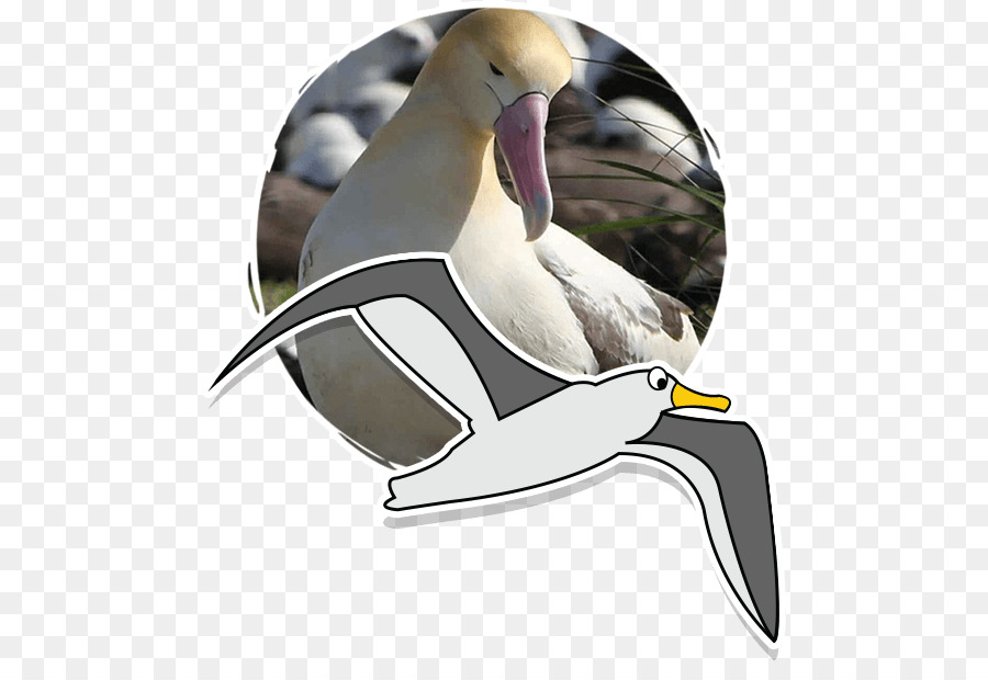 Pato，A Fauna PNG