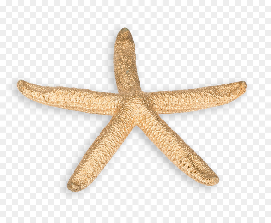 Estrela Do Mar，Fósseis De Conchas De PNG