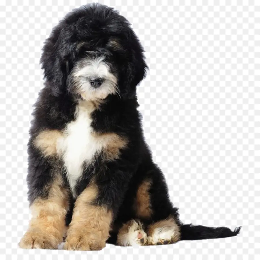 Bernese Mountain Dog，Poodle PNG