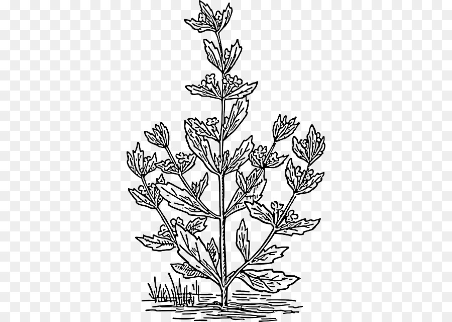 Poejo，Mentha Spicata PNG