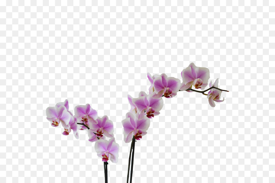 Traça Orquídeas，Orquídeas PNG