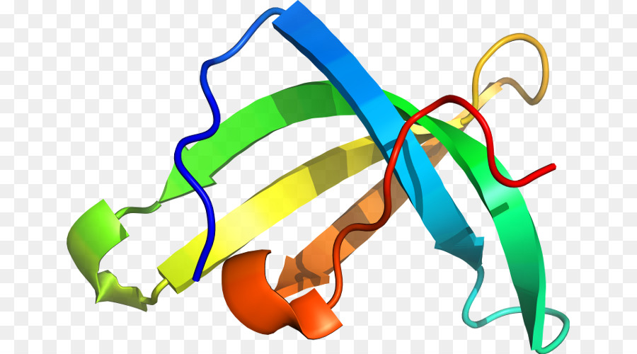 Estrutura Proteica，Biologia PNG