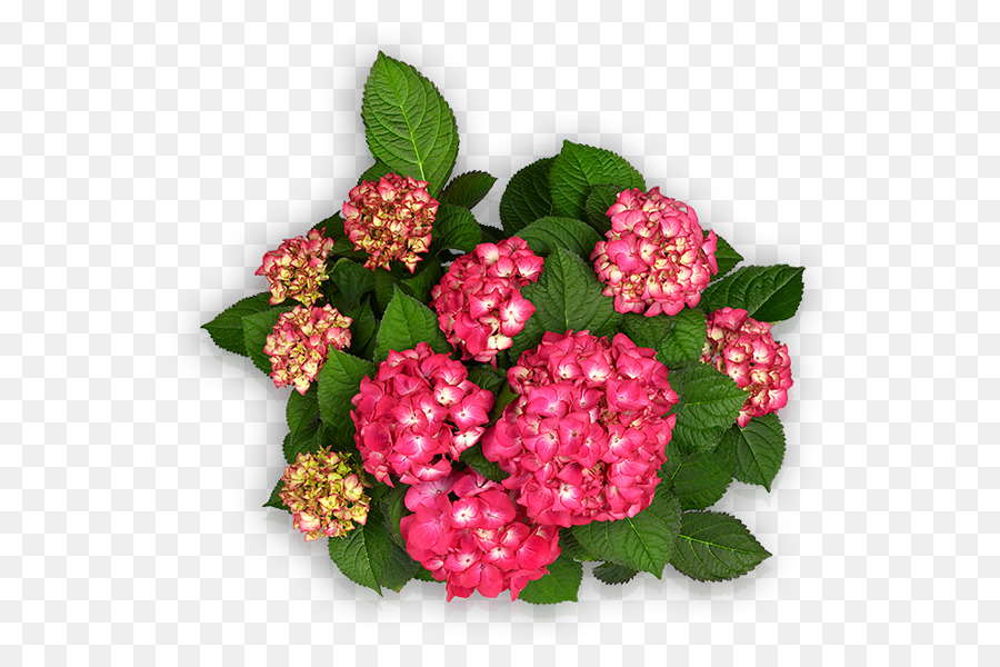 Flores De Hortênsia Rosa，Florescer PNG