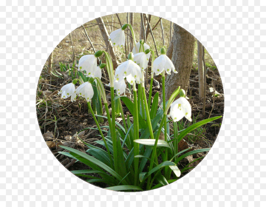 Flores De Floco De Neve，Branco PNG