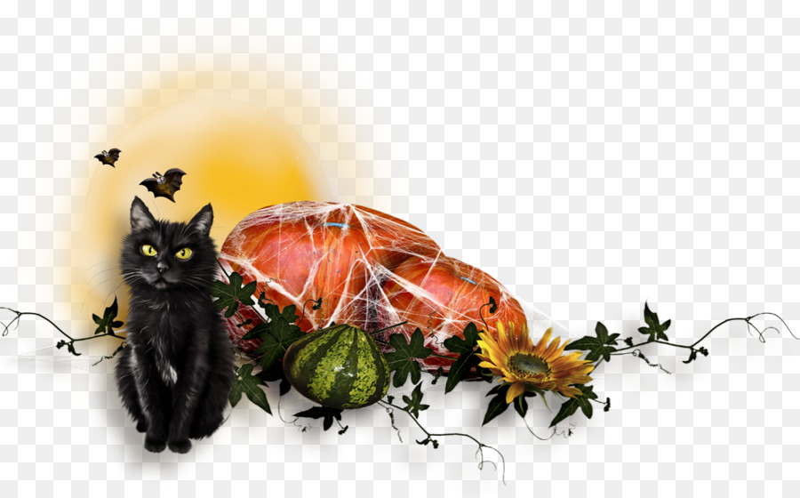 Gato Preto，Abóbora PNG