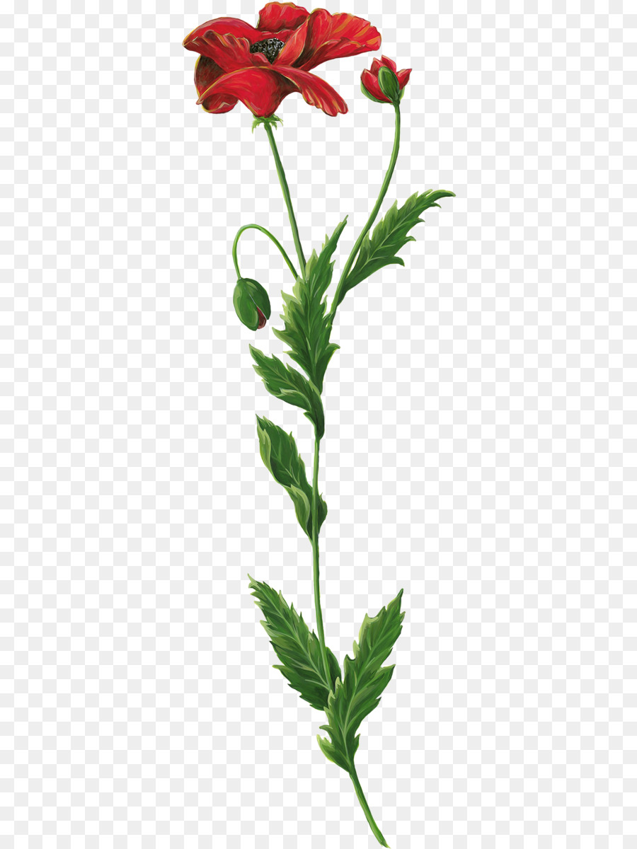 Flor Vermelha，Flor PNG