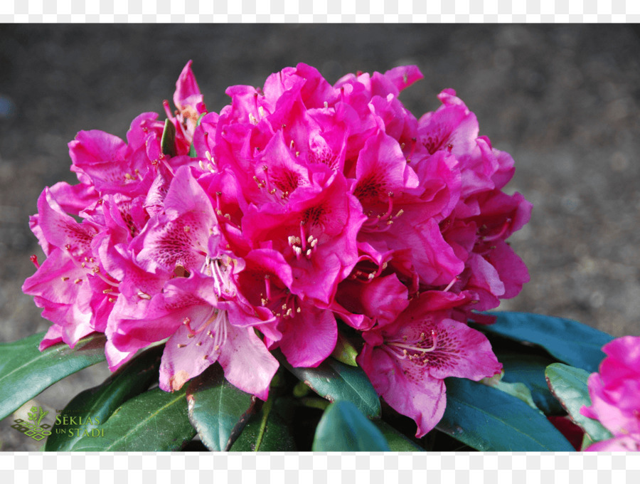 Azalea，Rododendro PNG