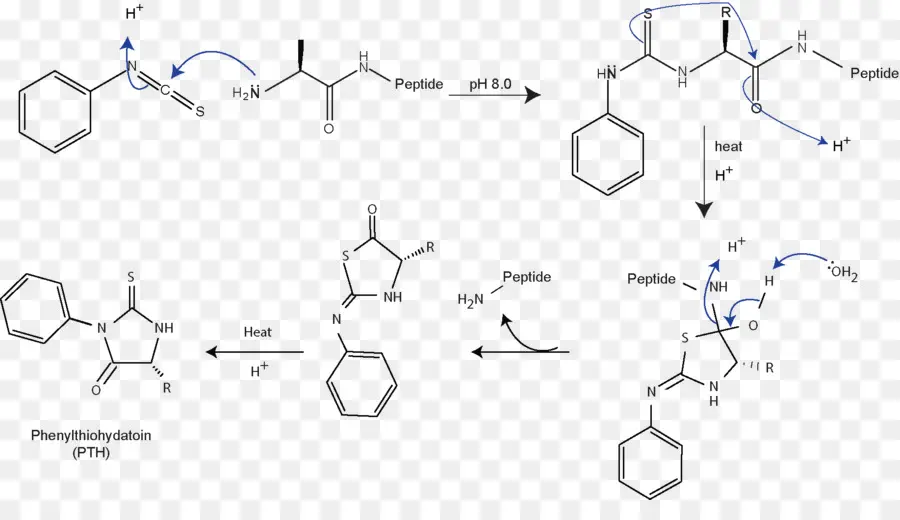 Degradação De Edman，Proteína De Seqüenciamento PNG