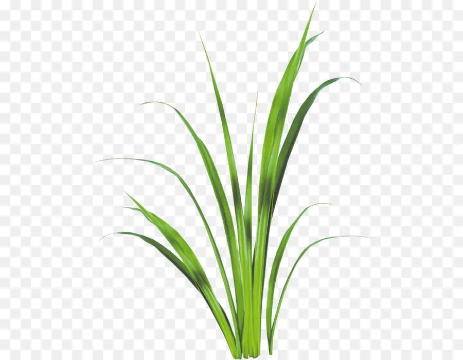 Sweet Grass，Lemongrass PNG
