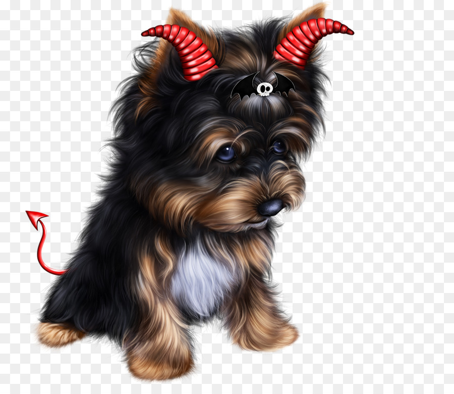 Yorkshire Terrier，Australiano Silky Terrier PNG