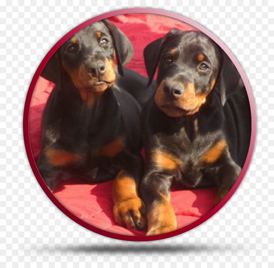 Dobermann，Preto E Tan Coonhound PNG