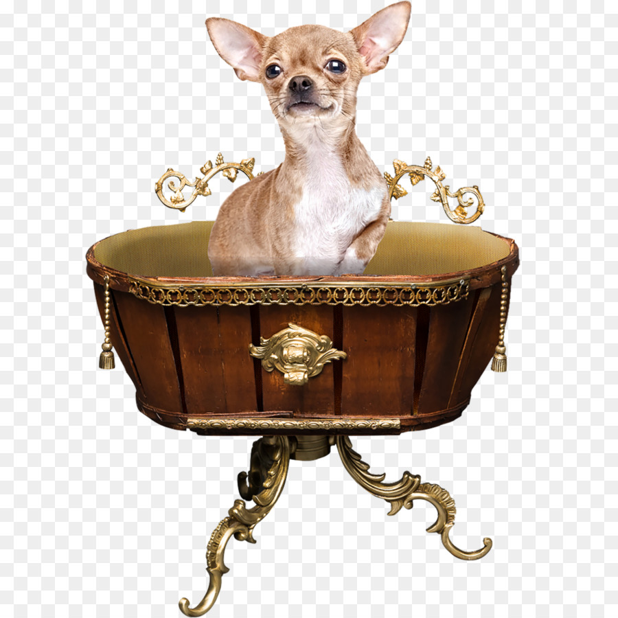 Chihuahua，Raça Do Cão PNG