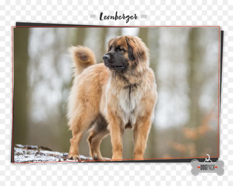 Raça Do Cão，Leonberger PNG