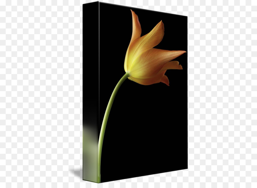 Ainda A Vida De Fotografia，Tulip PNG