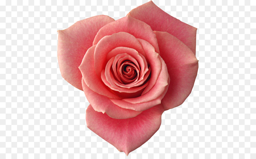 Rosa Rosa，Florescer PNG