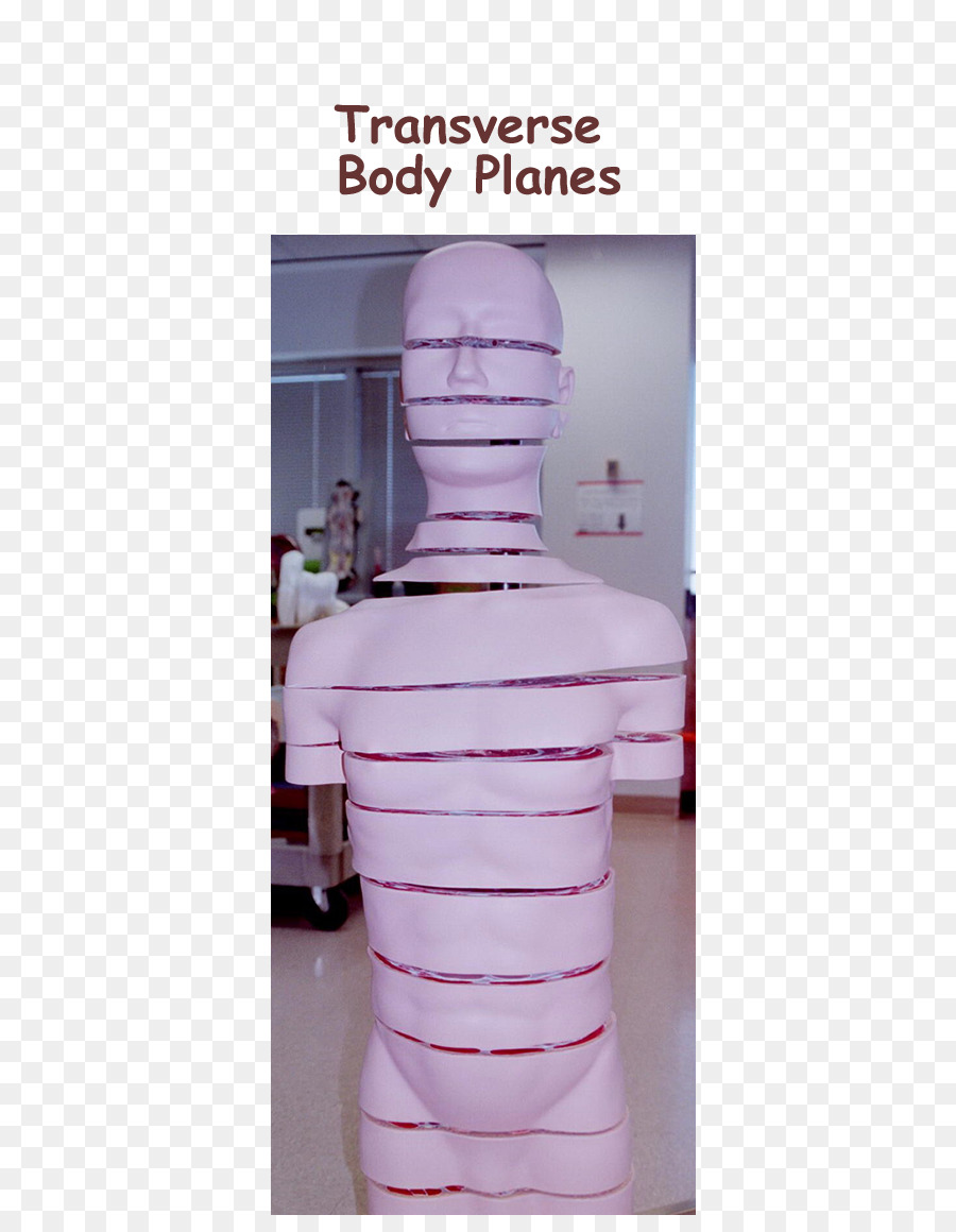 Planos Transversais Do Corpo，Corpo PNG