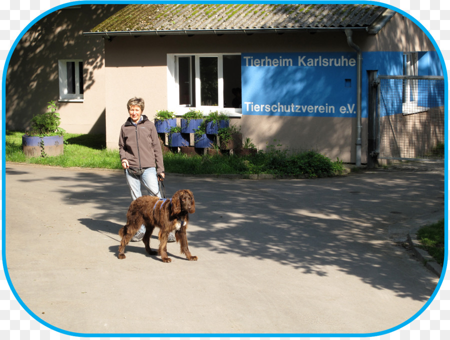 Cachorro，Tierschutzverein Karlsruhe U Umgebung Ev PNG