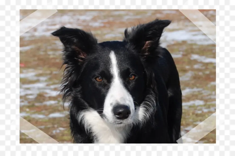 Cachorro Preto E Branco，Cachorro PNG