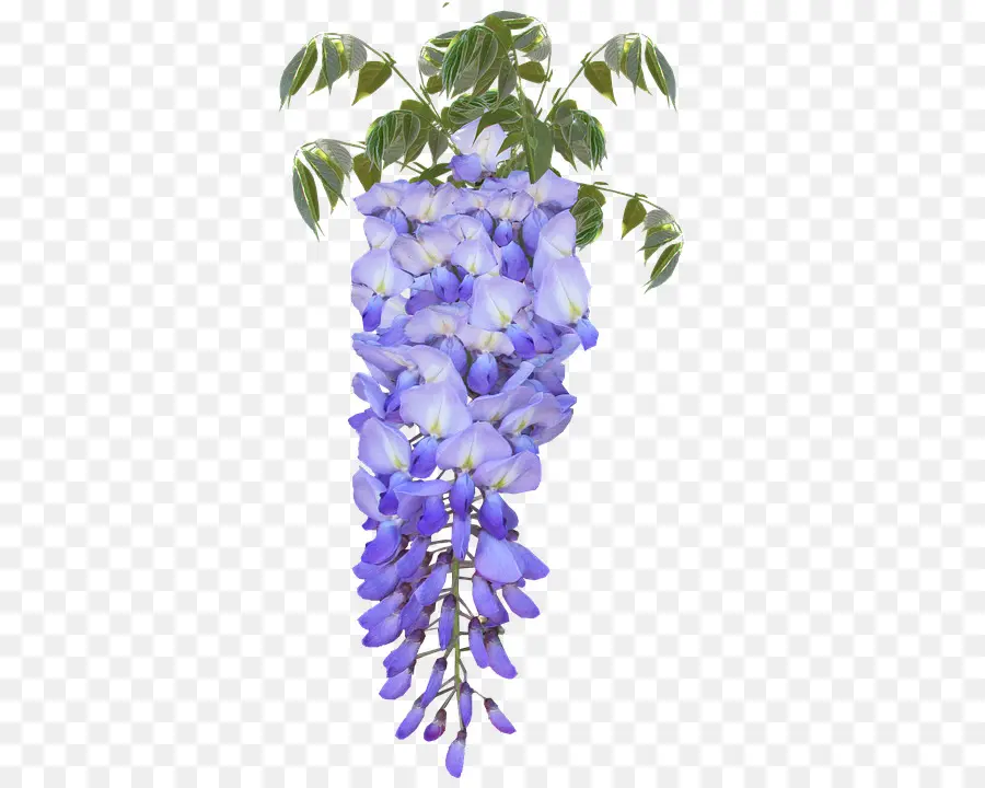 Japonês Wisteria，Flor PNG