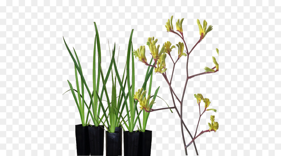 Altura Kangaroo Paw，Kangaroo Paw PNG