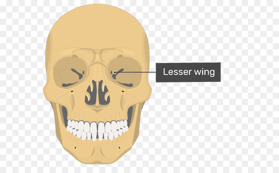 Vômer，Osso Lacrimal PNG