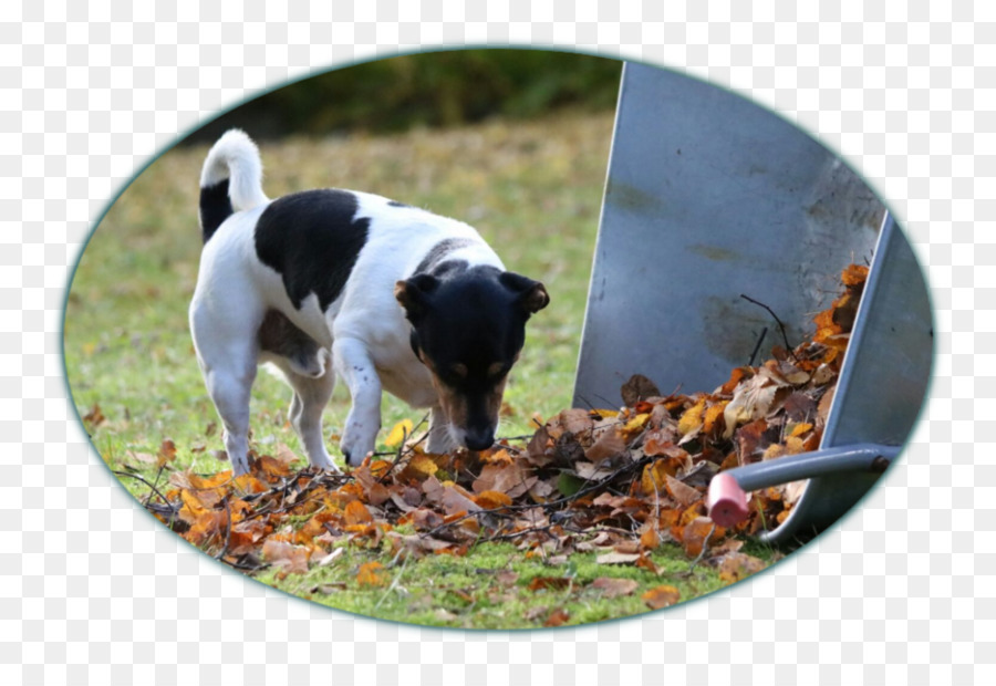 Raça Do Cão，Cachorro PNG