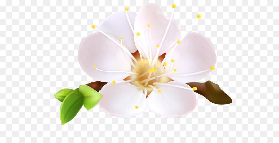 Flor，Blossom PNG