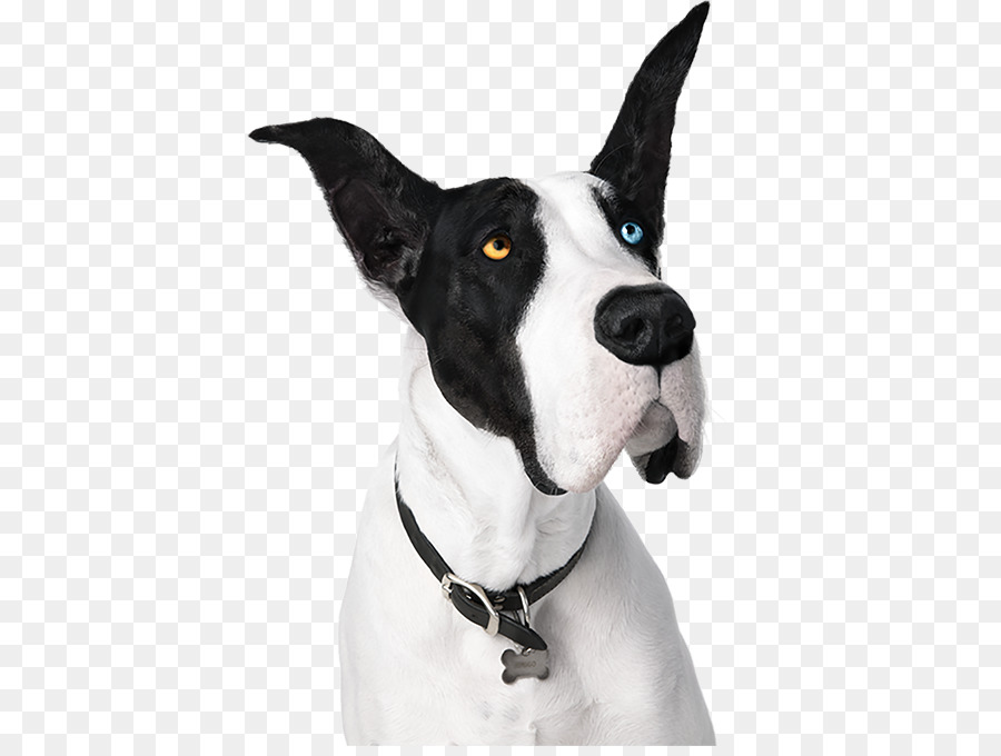 Cachorro Preto E Branco，Heterocromia PNG