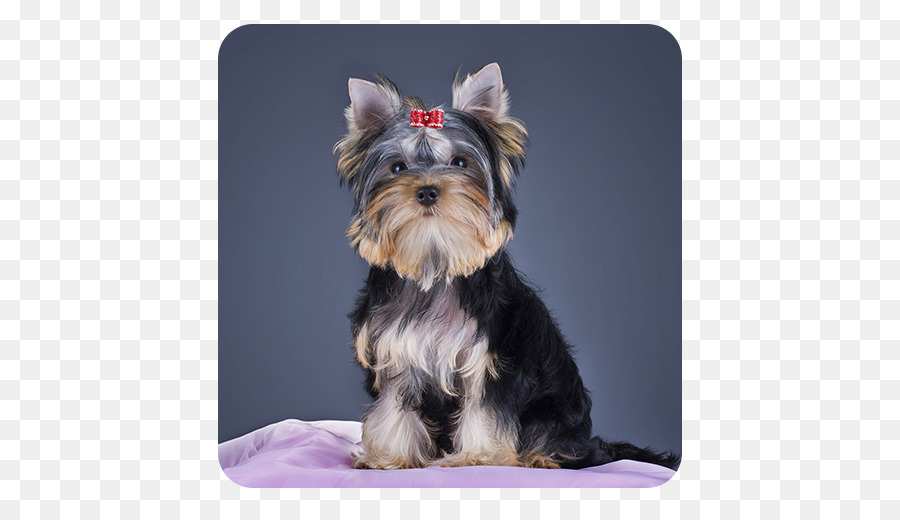 Yorkshire Terrier，Morkie PNG