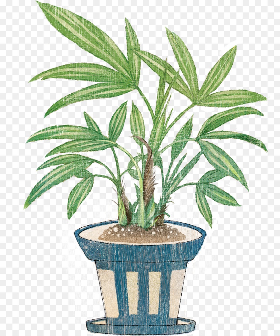 Arecaceae，Planta PNG