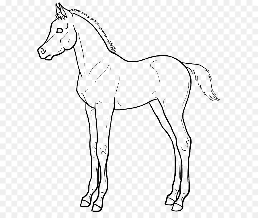 Cavalo，Potro PNG