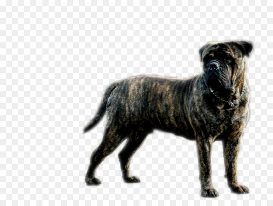 Raça Do Cão，Cachorro PNG