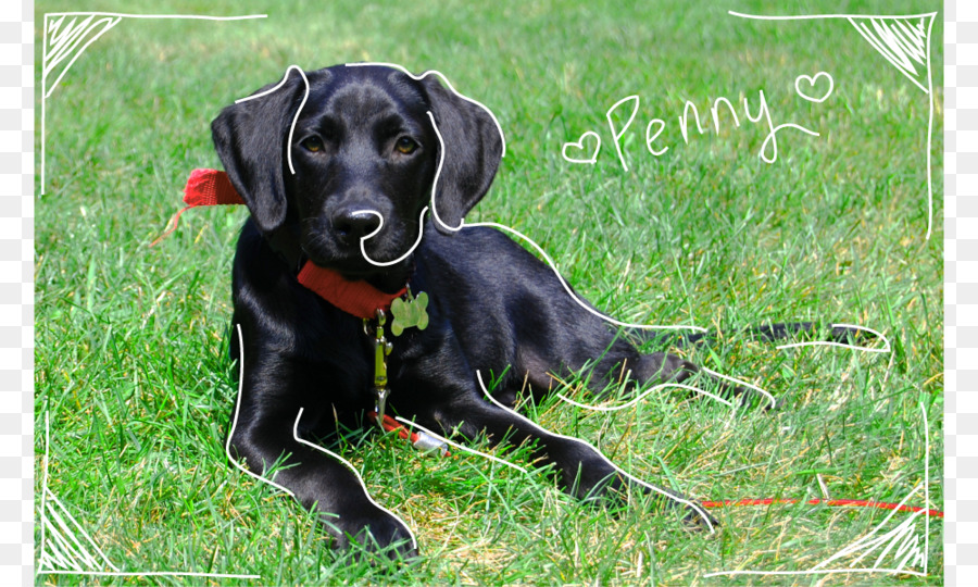 Labrador Retriever，Flatcoated Retriever PNG