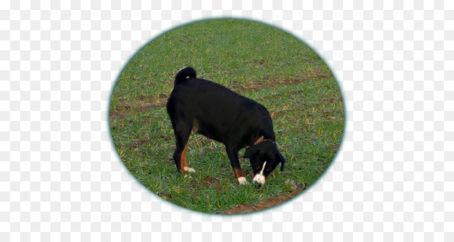 Entlebucher Mountain Dog，Maior Montanha Suíça Cão PNG